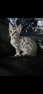 Bengaal kittens nog 2 katers zilver, Dieren en Toebehoren, Katten en Kittens | Raskatten | Korthaar, Meerdere dieren, Gechipt