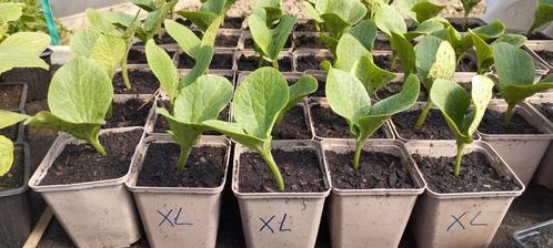Pompoen XL, Tuin en Terras, Planten | Tuinplanten, Eenjarig, Groenteplanten, Volle zon, Zomer, Ophalen