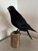 Prachtige Nieuw Opgezette Kraai Op Stam Taxidermie, Verzamelen, Dierenverzamelingen, Nieuw, Opgezet dier, Vogel, Ophalen of Verzenden