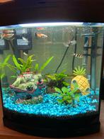 AquaStart 340 - Aquarium met thermostaat en 3 visjes, Dieren en Toebehoren, Vissen | Aquaria en Toebehoren, Ophalen, Gevuld zoetwateraquarium