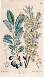 Litho plant Berberis Julianae in alle stadia J.N. Fitch 1891, Antiek en Kunst, Kunst | Etsen en Gravures, Verzenden