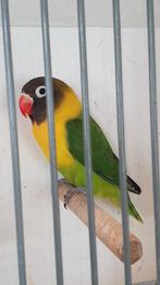 Personatus wildkleur, Dieren en Toebehoren, Vogels | Parkieten en Papegaaien, Meerdere dieren, Parkiet, Geringd