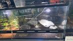 Luipaardgekko (met terrarium), Dieren en Toebehoren