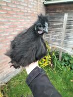 Mooie jonge zwarte zijdehoender haan 🖤, Dieren en Toebehoren, Mannelijk, Kip