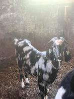 Mooie bonte bok, Dieren en Toebehoren, Schapen, Geiten en Varkens, Mannelijk, Geit, 0 tot 2 jaar