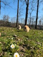 Pomeriaan bearface pups met stamboom, Dieren en Toebehoren, Rabiës (hondsdolheid), 15 weken tot 1 jaar, Overige rassen, Meerdere