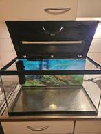 60 liter aqarium, Dieren en Toebehoren, Vissen | Aquaria en Toebehoren, Ophalen, Gebruikt, Leeg aquarium