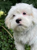 Hele mooie lieve speelse Boomer pup.  Laatste uit het nest., Dieren en Toebehoren, Honden | Niet-rashonden, Reu, CDV (hondenziekte)