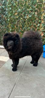 Chow chow, 1 tot 2 jaar, Eén hond, Nederland, Particulier