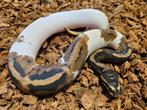 Kweek zelf de ultieme designers morph, Scaleless Pied!, Slang, 0 tot 2 jaar