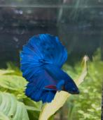 Update stocklist aquarium afdeling, Dieren en Toebehoren, Vis, Zoetwatervis, Schoolvis