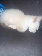Ragdol kitten Kater azuur blauwe ogen, Dieren en Toebehoren, Katten en Kittens | Raskatten | Langhaar, Kater, Ontwormd, 0 tot 2 jaar