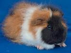 Gezocht ch teddy cavia's, Januari, Vrouwelijk, Cavia