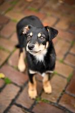 Pebble klein medium teefje 4 maanden, Dieren en Toebehoren, Honden | Niet-rashonden, Particulier, Rabiës (hondsdolheid), 15 weken tot 1 jaar