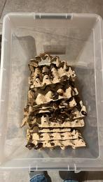 Dubia kweek. Gratis ophalen, Dieren en Toebehoren, Reptielen en Amfibieën, Overige soorten, 0 tot 2 jaar