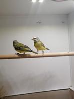 Koppel Mozambique sijsen, Dieren en Toebehoren, Vogels | Overige Vogels, Meerdere dieren, Tropenvogel, Geringd