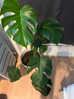 Monstera gatenplant ruim 1 meter hoog, 100 tot 150 cm, Overige soorten, Groene kamerplant, Halfschaduw