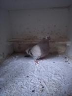 Pieper. Half marchenero, Geslacht onbekend, Kropper