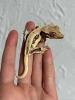 Lilly white wimpergekko man, Hagedis, Tam, 0 tot 2 jaar