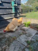 Orpington hennen, Dieren en Toebehoren, Pluimvee, Vrouwelijk, Kip