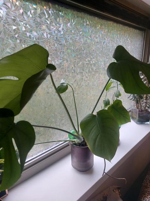 Monstera Deliciosa (Gatenplant), Huis en Inrichting, Kamerplanten, Overige soorten, Minder dan 100 cm, Groene kamerplant, Halfschaduw