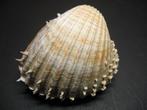 Schelpen: Acanthocardia aculeata  Linnaeus, 1758., Ophalen of Verzenden, Schelp(en)