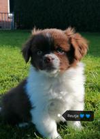 Mooie pekinees pups aangeboden, 8 tot 15 weken, Parvo, Meerdere, Meerdere dieren