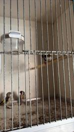 Bloemputters, Dieren en Toebehoren, Vogels | Overige Vogels, Meerdere dieren, Wildzangvogel, Geringd