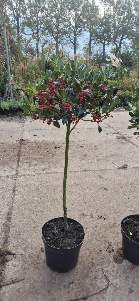 Ilex | bes hulst op stam Kerst sfeer in de tuin, Tuin en Terras, Planten | Bomen, Overige soorten, Minder dan 100 cm, Halfschaduw