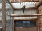 Rosellas, Dieren en Toebehoren, Vogels | Parkieten en Papegaaien, Meerdere dieren, Parkiet