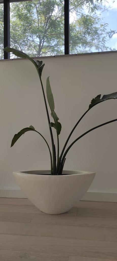 Grote plantenbak voor binnen. Ovaal model. Kleur magnolia, Huis en Inrichting, Woonaccessoires | Overige, Gebruikt, Ophalen