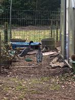 2 Indische loopeenden, Ophalen of Verzenden, Zo goed als nieuw, Overige typen