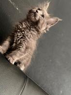 Maine Coon poes met Russische afkomst, Poes, Gechipt, 0 tot 2 jaar