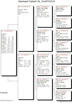 Mooie prestatie doffer, Mannelijk, Postduif