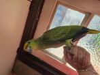 Amazone bodini papegaai, Dieren en Toebehoren, Papegaai, Geringd