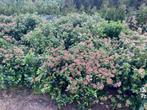 Viburnum tinus/davidii, Tuin en Terras, Ophalen, Winter, Overige soorten, Halfschaduw