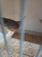 Dwerg duifje, Mannelijk, Postduif