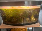 Juwel aquarium, Dieren en Toebehoren, Ophalen, Zo goed als nieuw, Gevuld zoetwateraquarium