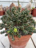 Caudex Euphorbia Pentops zijn habitat is Namibie pot 19cm., Overige soorten, In pot, Minder dan 100 cm, Bloeiende kamerplant