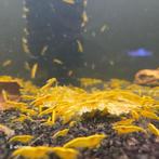 Gele | Yellow Fire Neon Backline Neocaridina-garnalen vz/afh, Kreeft, Krab of Garnaal, Zoetwatervis, Schoolvis
