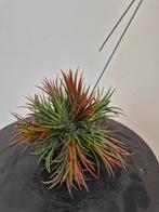 Tillandsia Ionantha Hang, Ophalen of Verzenden, Overige soorten, Minder dan 100 cm