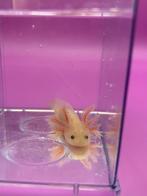 Axolotl baby, Overige typen, Zoetwatervis