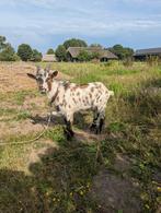 bokje, Dieren en Toebehoren, Schapen, Geiten en Varkens, Mannelijk, Geit, 0 tot 2 jaar