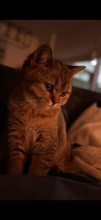 Britse Korthaar 1 jr, stamboom, gechipt, gesteriliseerd, Dieren en Toebehoren, Katten en Kittens | Raskatten | Korthaar, Poes