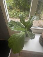 Ficus lyrata, Huis en Inrichting, Ophalen of Verzenden, Ficus, Minder dan 100 cm