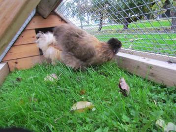 Zijdehoenen te koop beschikbaar voor biedingen