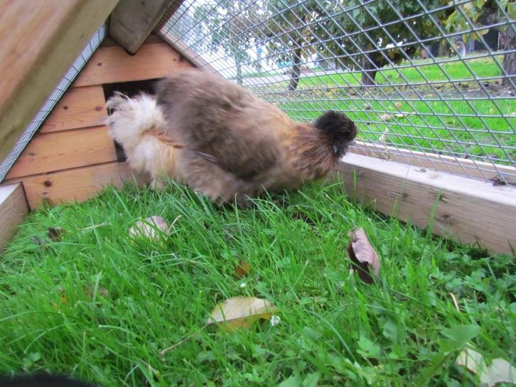 Zijdehoenen te koop, Dieren en Toebehoren, Pluimvee, Kip, Vrouwelijk