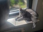 Zuivere britse korthaar poes Grey tabby, Dieren en Toebehoren, Poes, Ontwormd, 0 tot 2 jaar