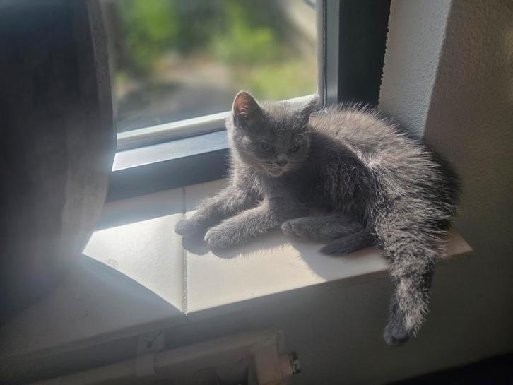 Zuivere britse korthaar poes Grey tabby, Dieren en Toebehoren, Katten en Kittens | Raskatten | Korthaar, Poes, 0 tot 2 jaar, Ontwormd
