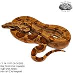 Boa Constrictor C1.2023, Dieren en Toebehoren, Slang, Tam, 0 tot 2 jaar